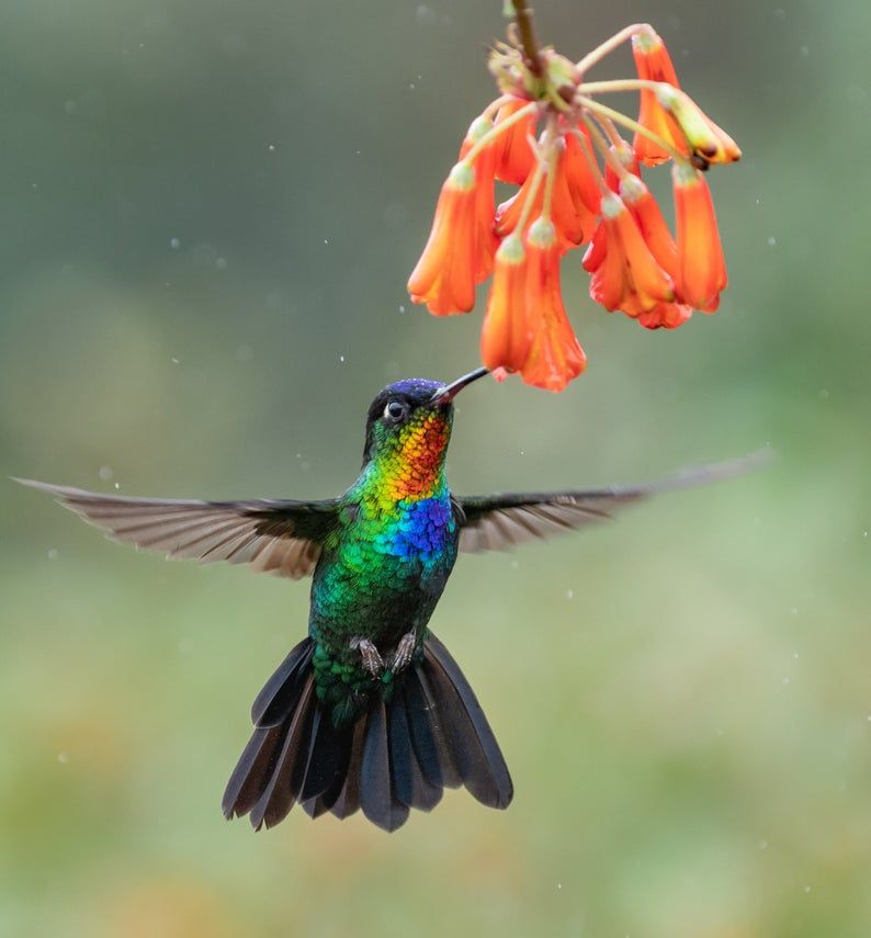 Hummingbird of Costa Rica