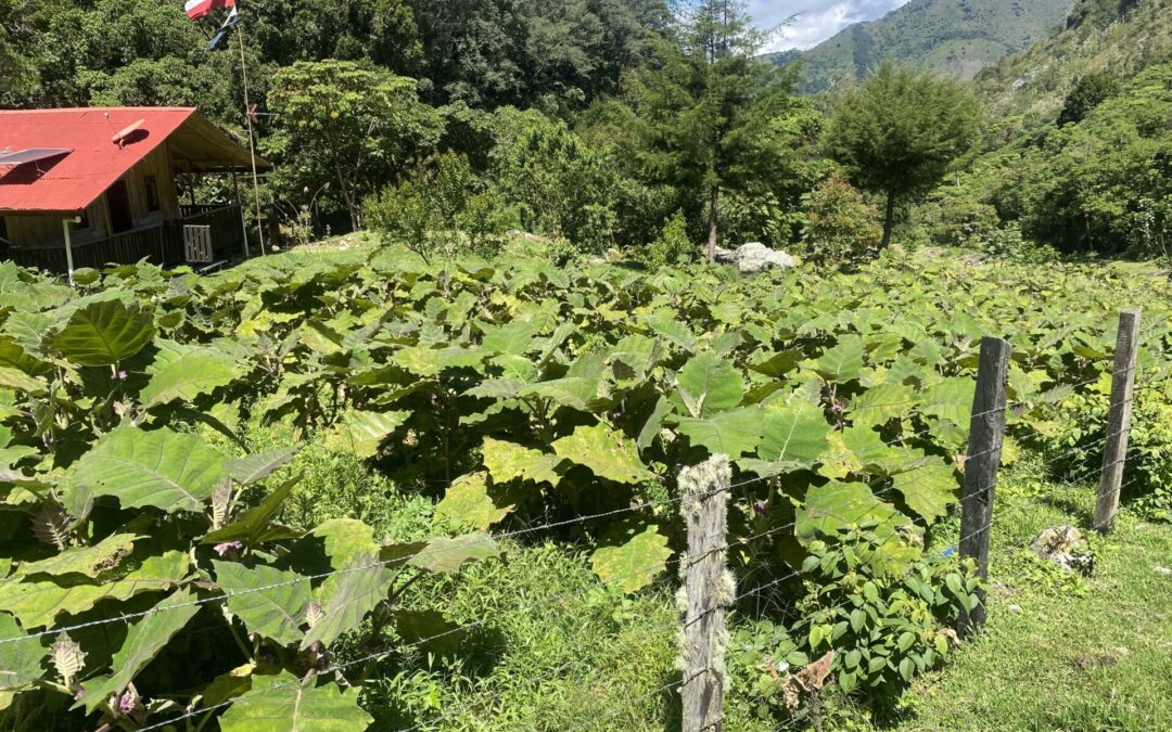 $1,500,000 USD – 91 Hectares in Herradura #110