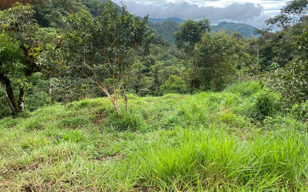 $250,000 – 1.5 HECTARES IN SAN JOSE DE RIVAS NEAR LOS GIGANTES SENDERO #134