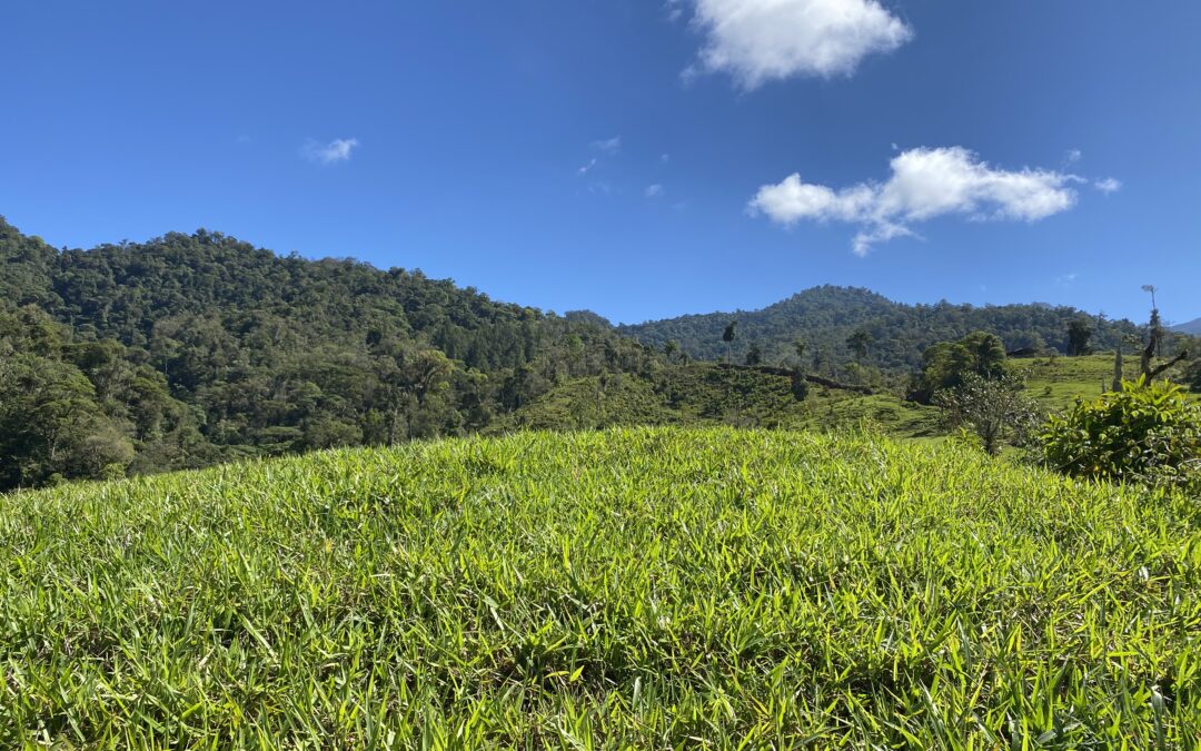 $2,000,000 – 80 Hectares of Water-abundant Pristine Land in Chucuyo # 135